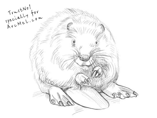 667x500 How To Draw A Beaver Step 4 Art