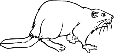 480x225 Beaver 2 Coloring Page Free Printable Coloring Pages