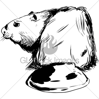 325x325 Brown Beaver Illustration Gl Stock Images