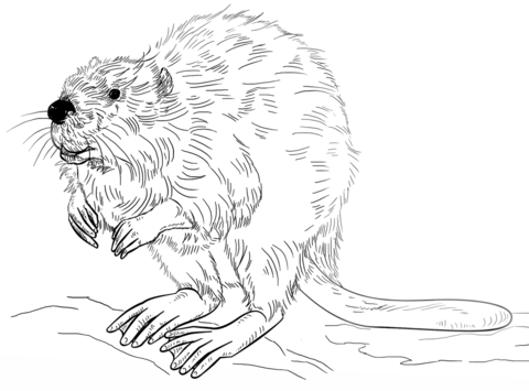 480x355 European Beaver Coloring Page Free Printable Coloring Pages