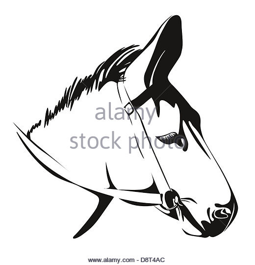 520x540 Outline Beaver Head Animal Vector Stock Photos Amp Outline Beaver