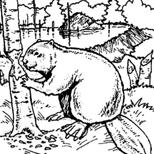 300x300 Beaver Guarding His Nest Coloring Page Beaver Guarding His Nest