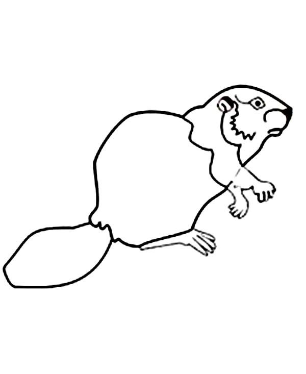 Beaver Outline Drawing at GetDrawings | Free download