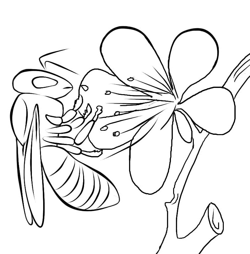 800x812 Free Printable Bee Coloring Pages For Kids