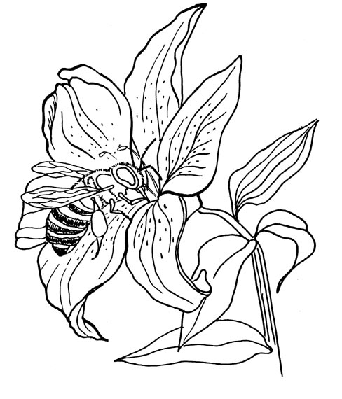 488x570 Flower Bee Sketch Drawings! Bees, Flower And Digi