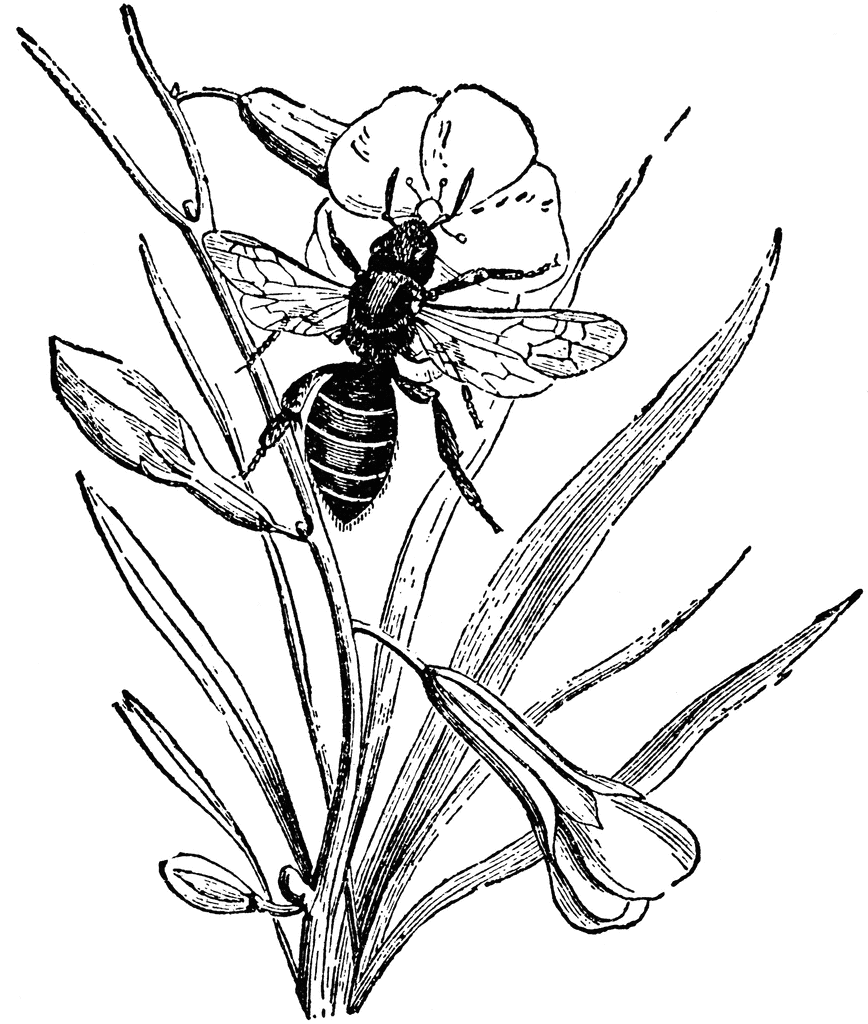 868x1024 Bee Flower Drawing Animated Bee Clip Art