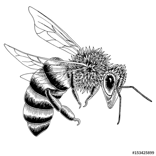 500x500 Hand Drawn Bee Sketch In Black And White Vector Illustration