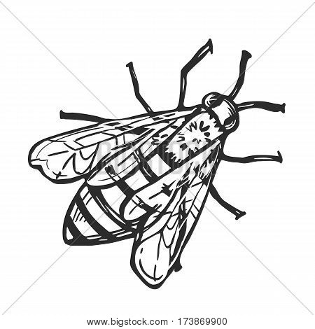 450x470 Honey Bee Freehand Pencil Drawing Vector Amp Photo Bigstock