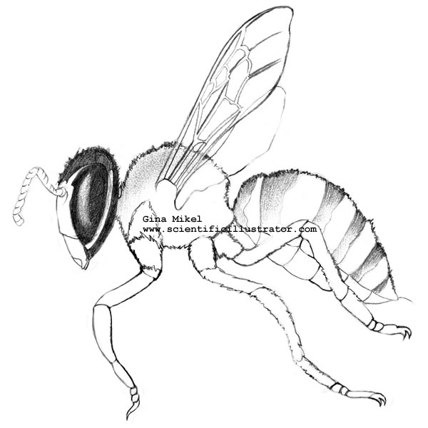 600x600 Bee Line Drawing, Pencil, Scientific Illustration