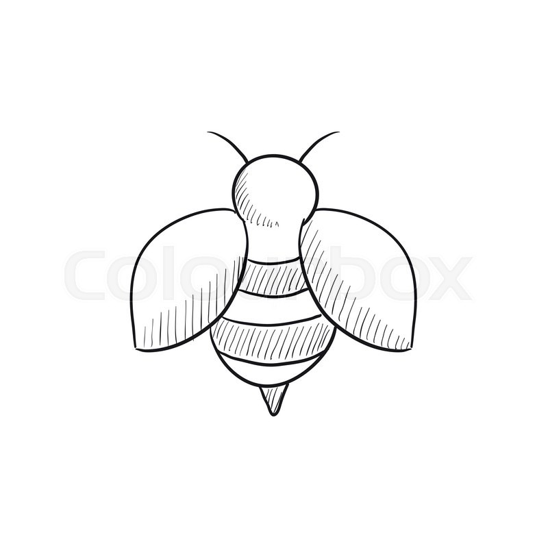 800x800 Bee Sketch Icon For Web, Mobile And Infographics. Hand Drawn Bee