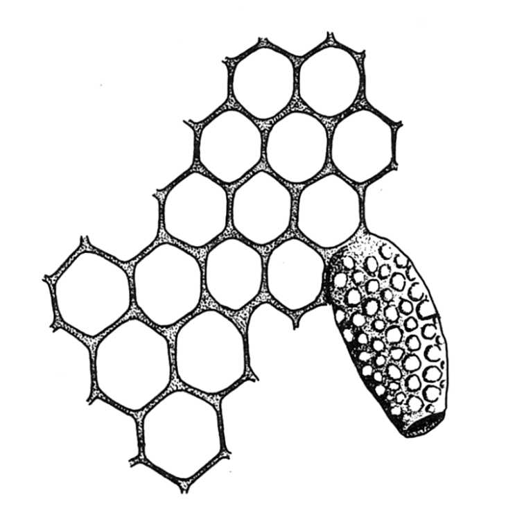 730x730 Biological Drawings. Insects. Honey Bee (Apis Mellifera). Comb