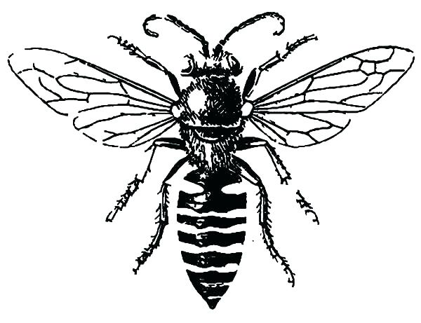 600x461 Awesome Honey Bee Coloring Page Image Pages Drawing Kids
