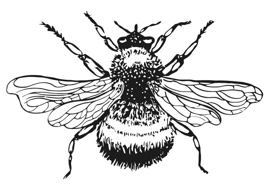 875x620 Coloring Page Bumble Bee
