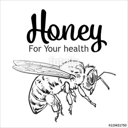 500x500 Flying Honey Bee, Sketch Style Vector Illustration Isolated