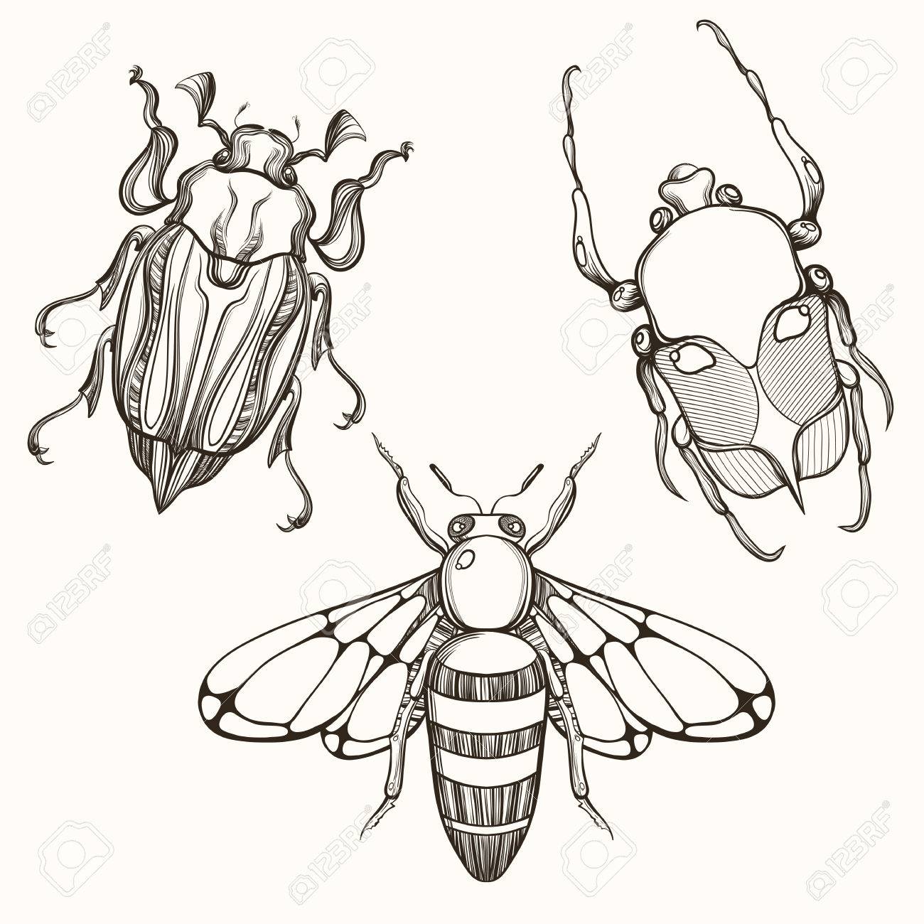 1300x1300 Hand Drawn Engraving Sketch Of Scarab Beetle, May Bug And Bee