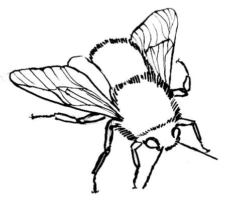 450x411 How To Draw Bumblebee