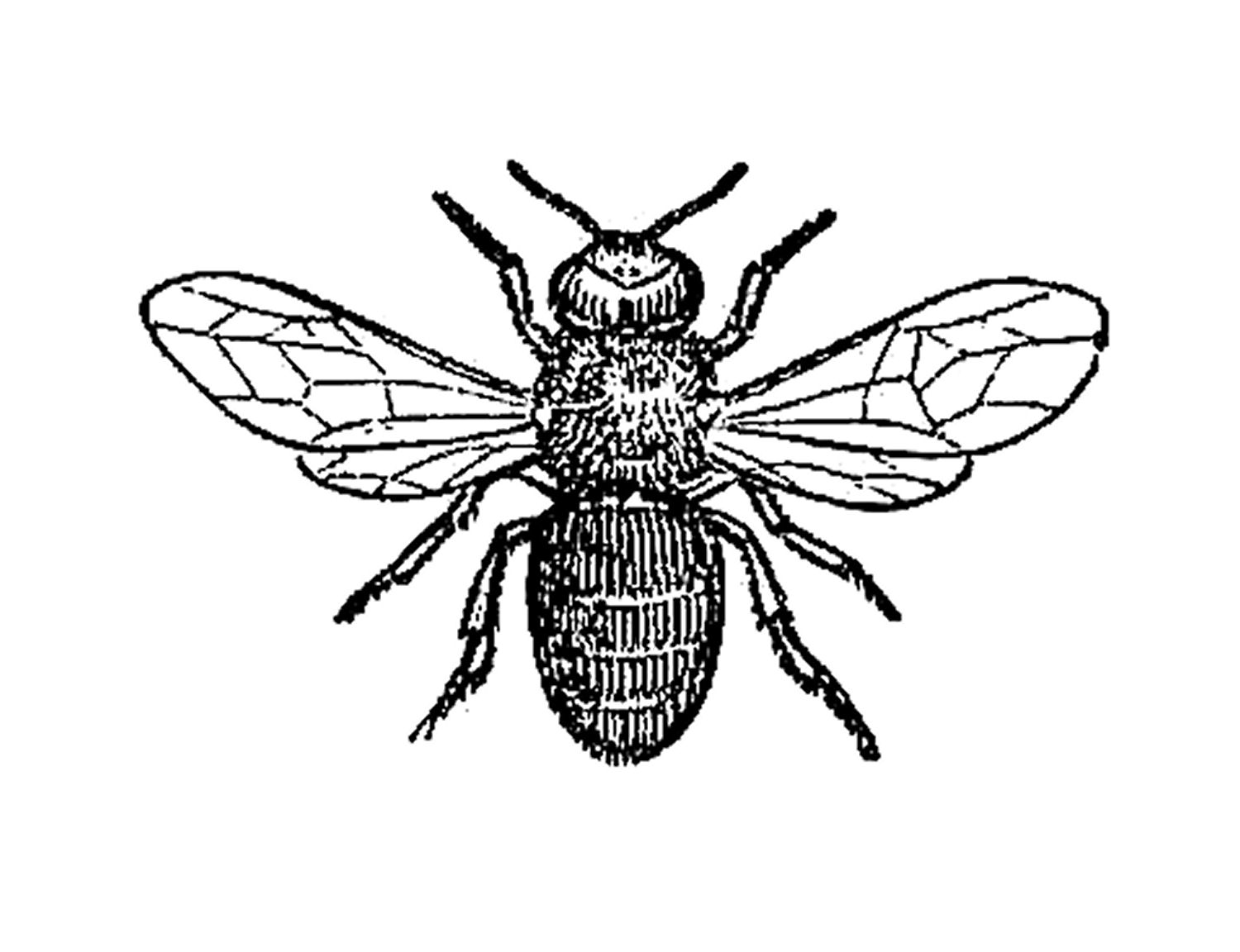 1500x1152 Bee Clipart Line Drawing