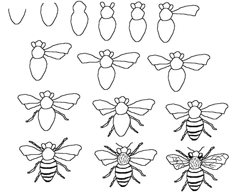 736x627 Honey Bee Drawing Step By Step
