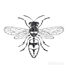 225x224 Image Result For Honey Bee Line Drawing Honey Benefits