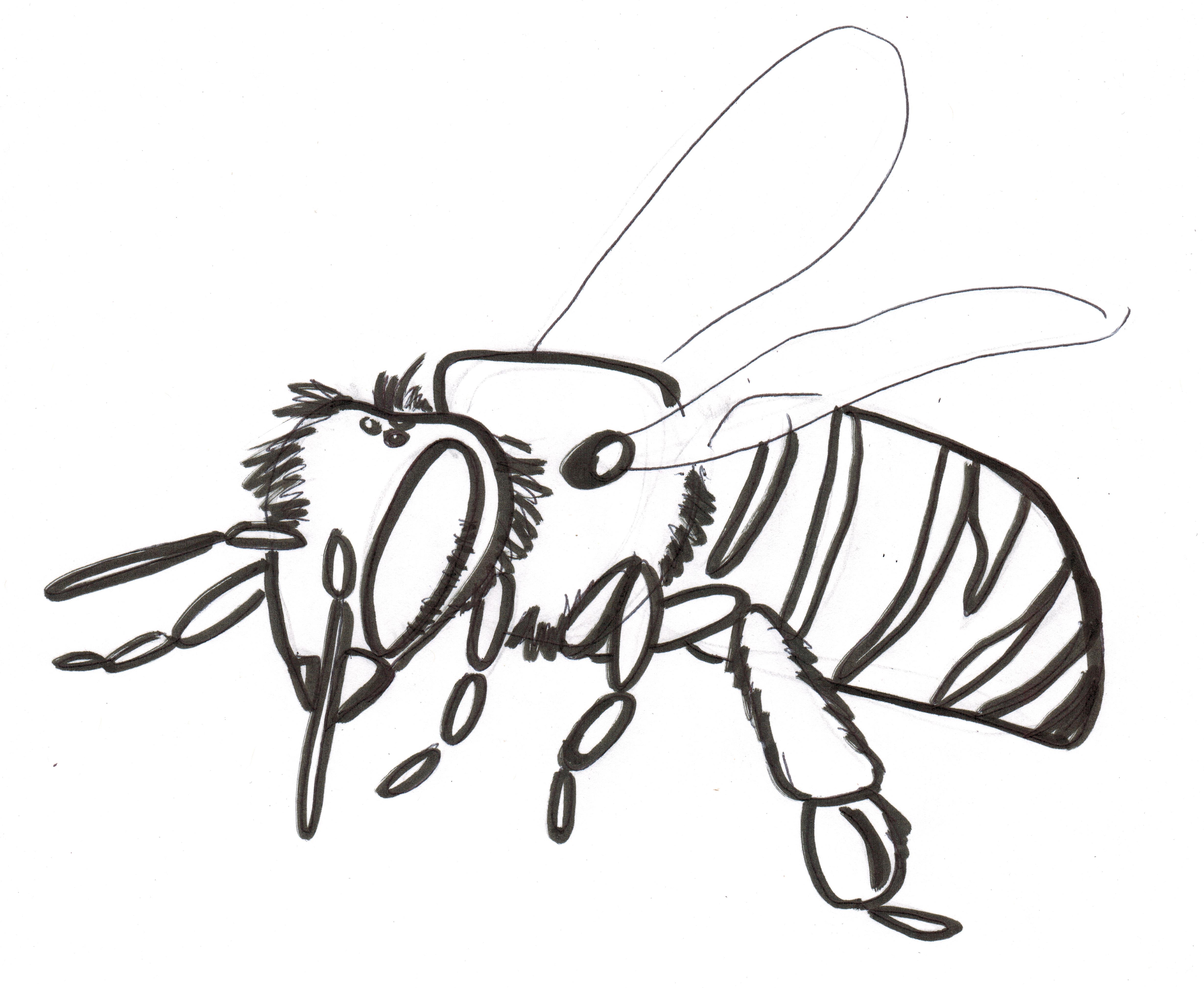 4917x4036 More) Simple Bee, Bird, And Flower Drawings Standingoutinmyfield