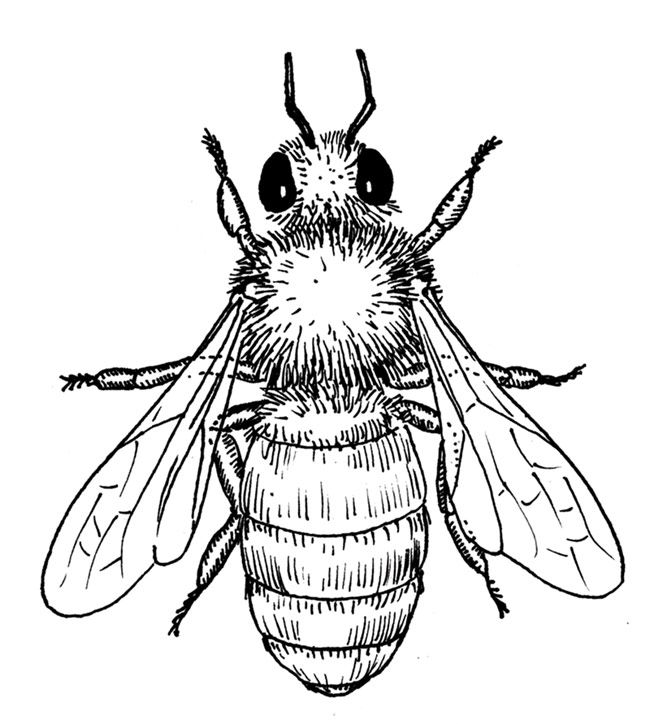 650x724 Bee Draw