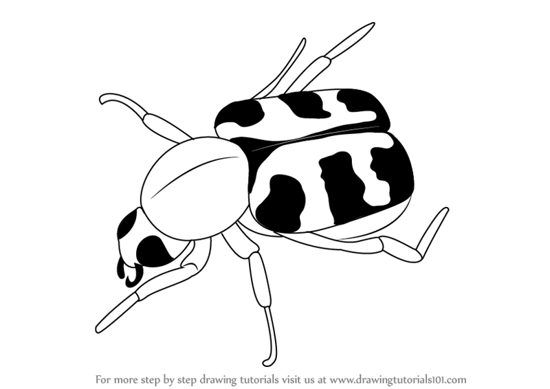 800x566 Learn How To Draw A Bee Beetle (Insects) Step By Step Drawing