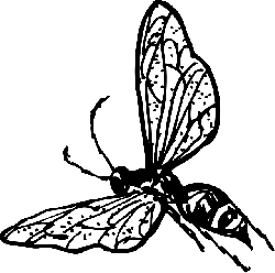 250x248 Outline, Drawing, Bee, Bug, Fly, Wasp, Insect, Coloring