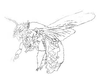 340x270 Bee Coloring Page Etsy