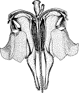 256x301 Honeybee Biology