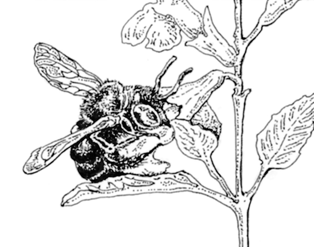 1080x851 Pacific Horticulture Society Garden Allies Bees Ii (Solitary