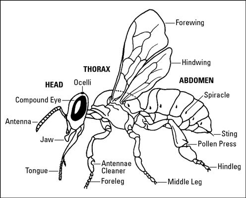 496x400 The Anatomy Of Bees