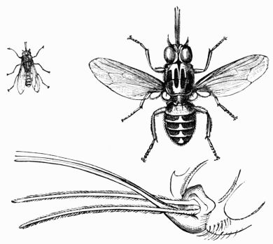 390x349 The Insect World, By Louis Figuier, A Project Gutenberg Ebook.