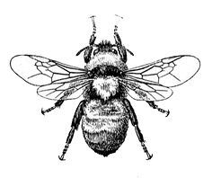 Bee Scientific Drawing at GetDrawings | Free download