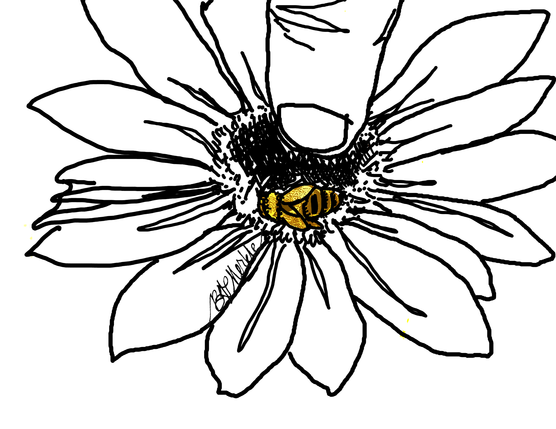 1941x1500 Drawn To The West Sketching Pollinators
