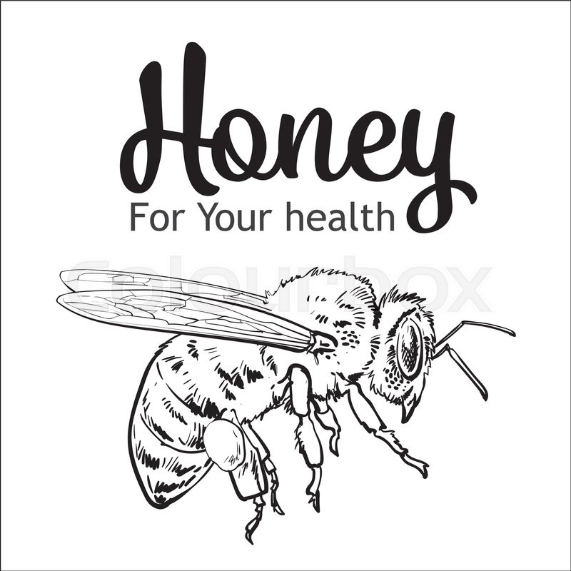 800x800 Flying Honey Bee, Sketch Style Vector Illustration Isolated