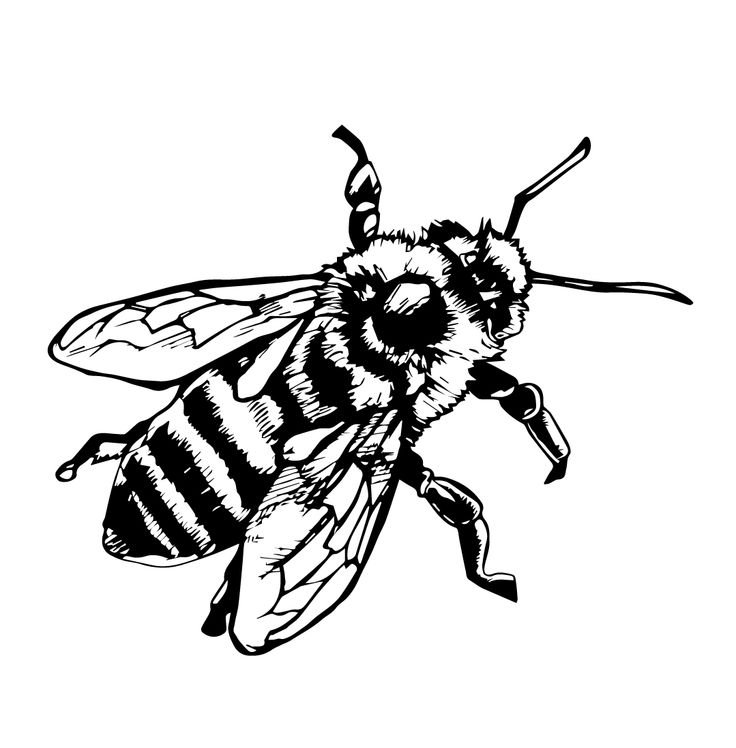 736x748 Honey Bee Drawings