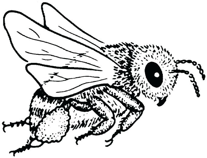 684x525 Bees Coloring Pages