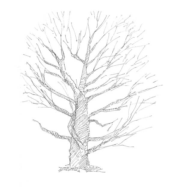 Beech Leaf Drawing at GetDrawings | Free download