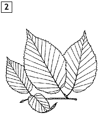 200x273 Kids' Page Maine Tree Guide