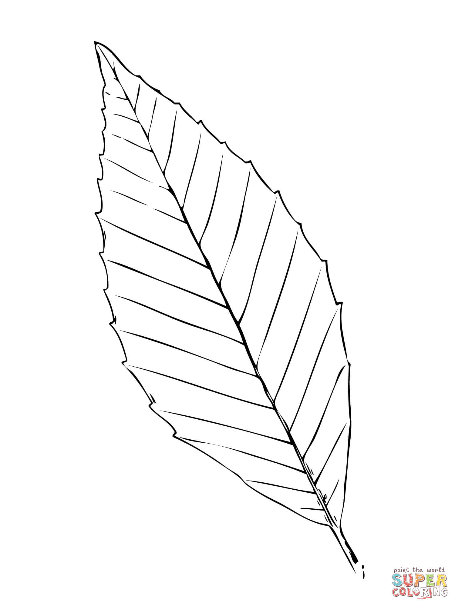 1500x2000 Beech Tree Leaf Coloring Page Free Printable Coloring Pages