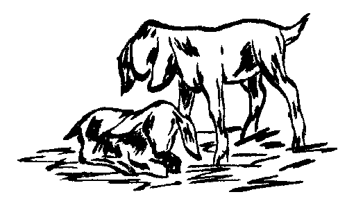 500x300 Beef Cattle Keno! Farms