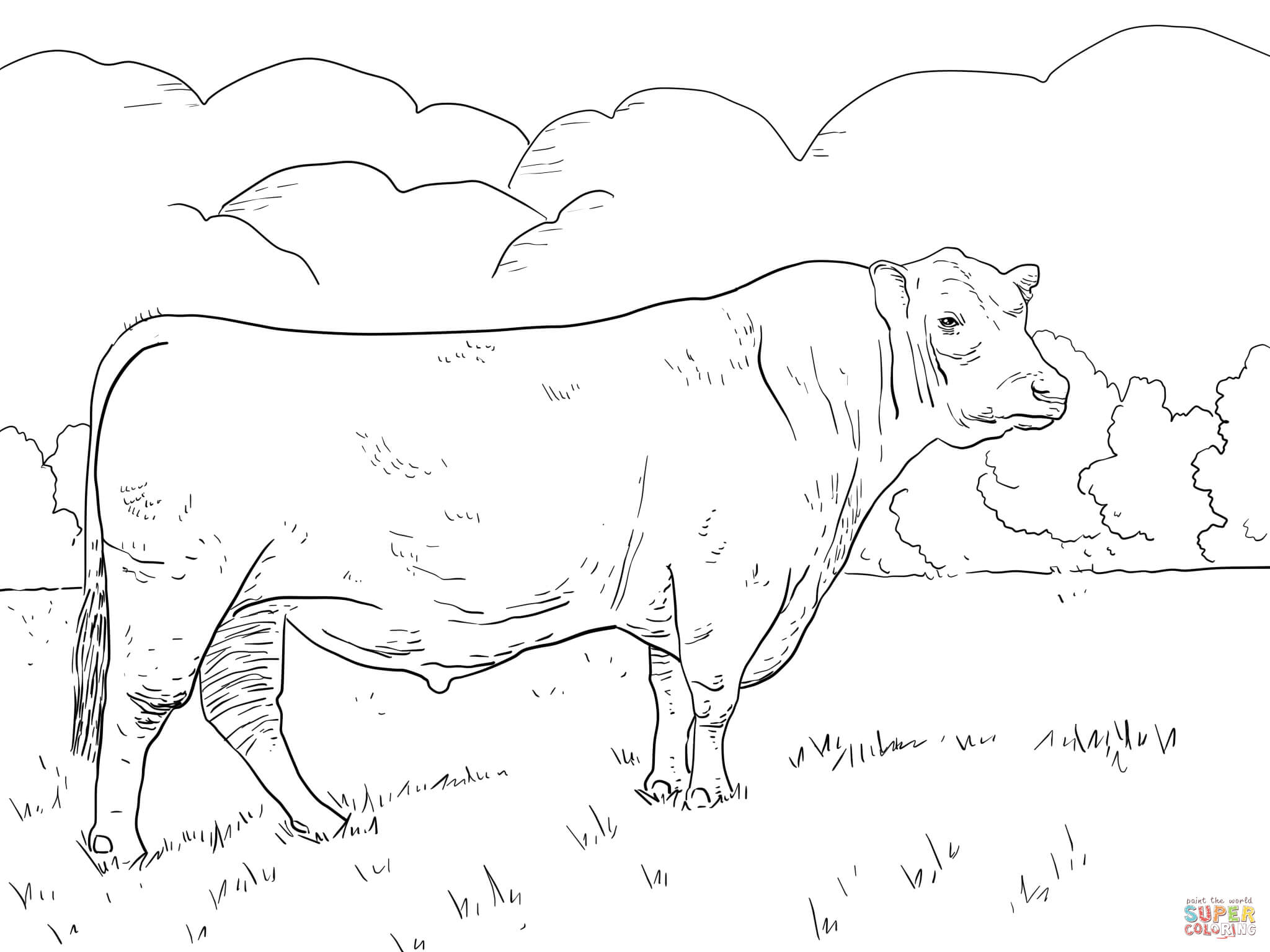 2048x1536 Angus Cattle Coloring Pages Colouring To Amusing Draw Paint Drawn