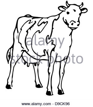 300x347 Australian Beef Cattle Breed