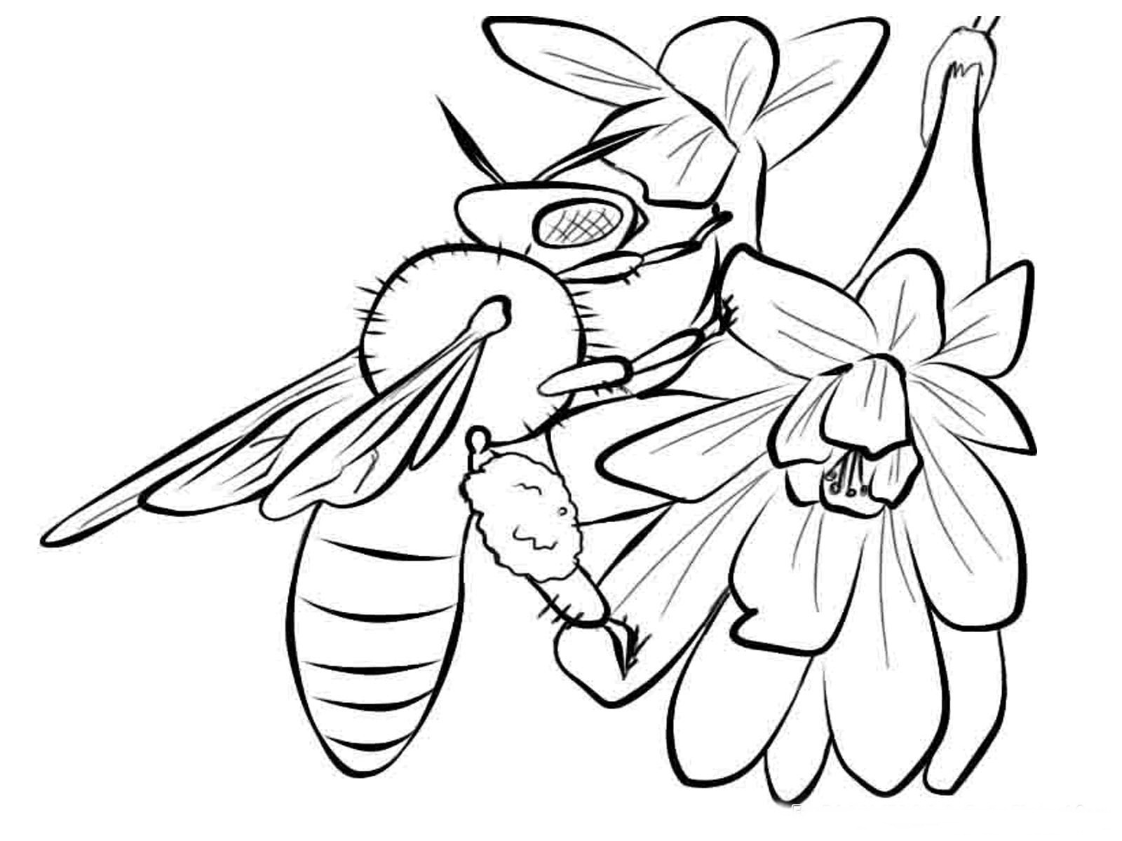 1600x1200 Drawn Bee Printable