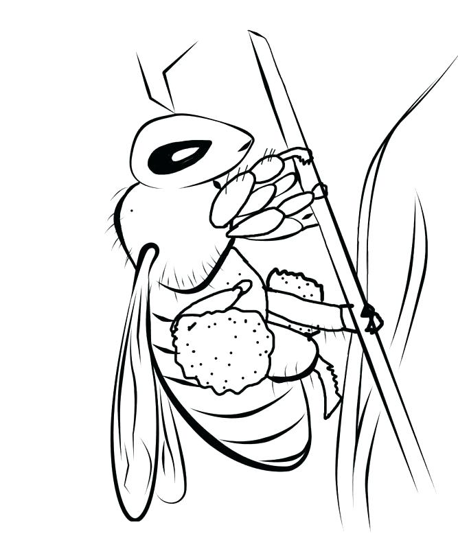667x800 New Bee Coloring Pages Or Bumble Bee Coloring Pages 94 Beehive