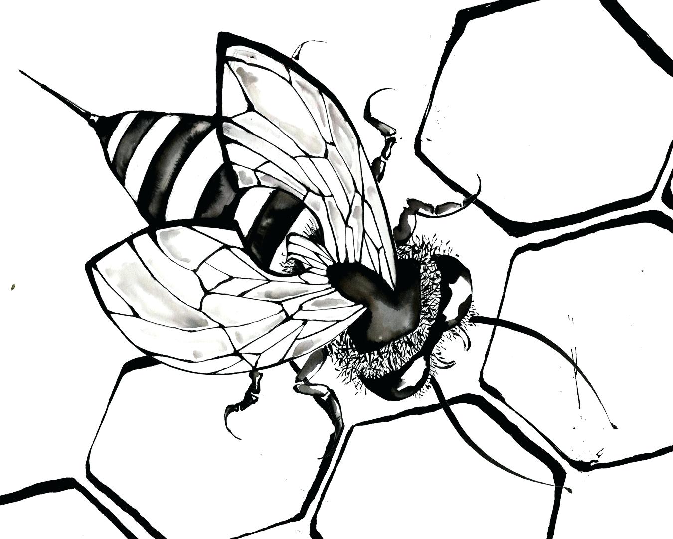 1350x1082 Coloring Honey Bee Coloring Pages Basic Fly Page To Drawing