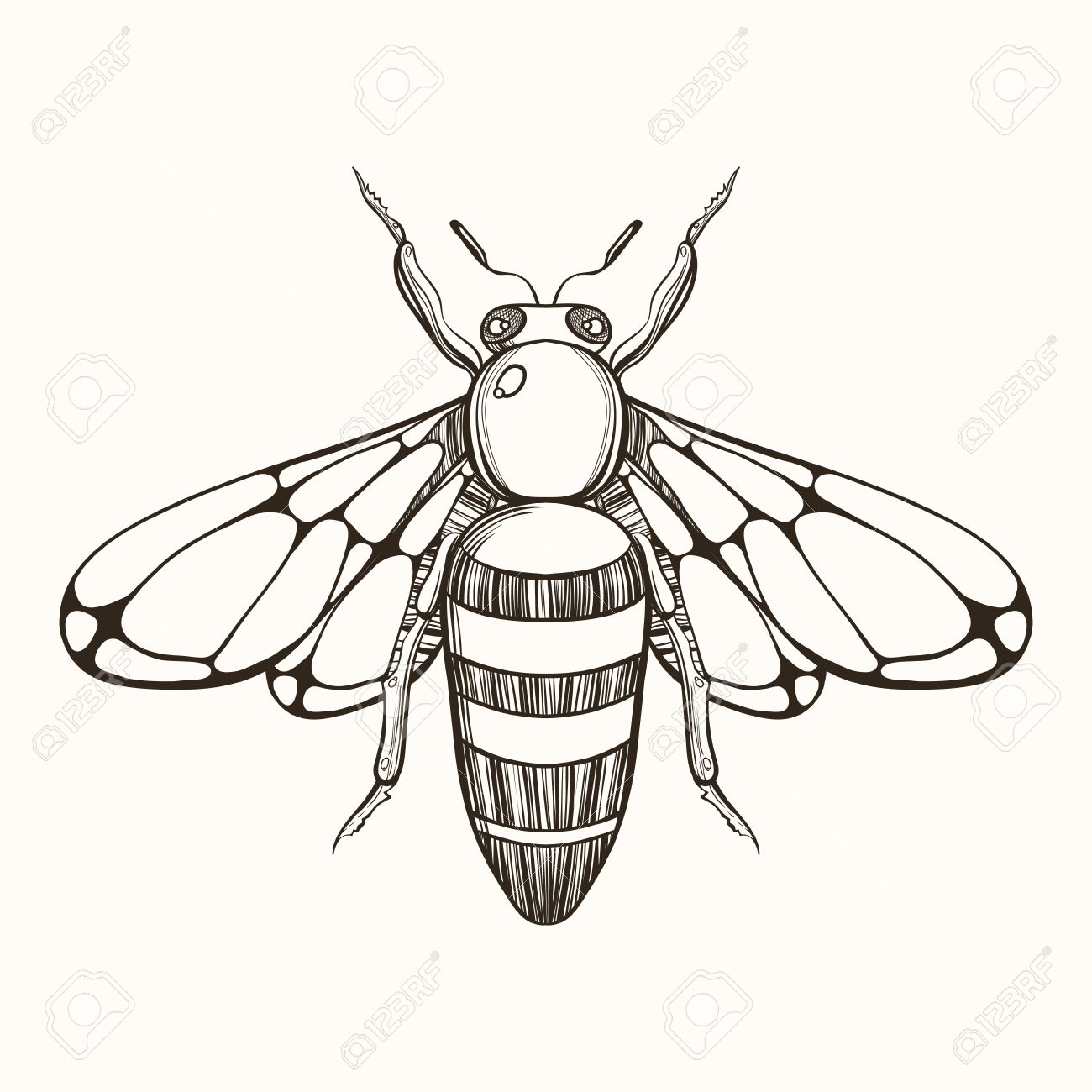 1300x1300 Hand Drawn Engraving Sketch Of Bee. Vector Illustration