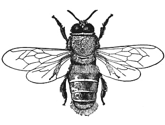 323x245 Public Domain Honey Bee Drawing