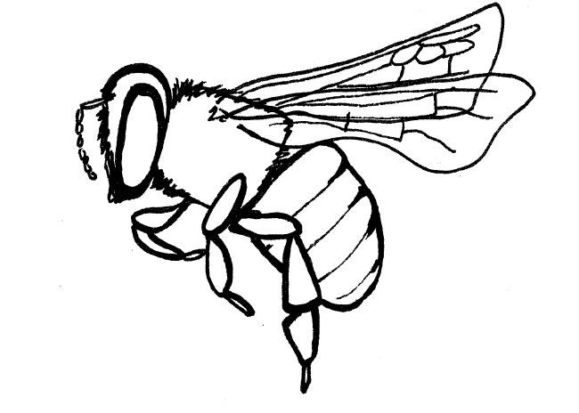 650x464 Simple Insect And Flower Line Drawings Bees, Drawings And Art