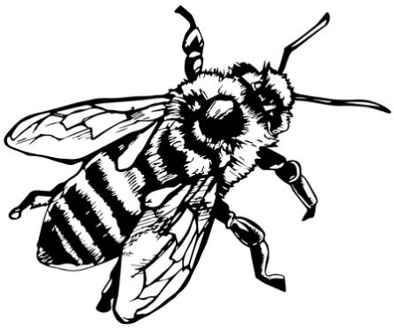 444x372 Line Drawing Bee